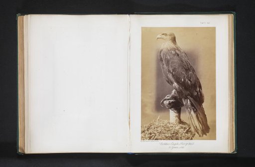 Mounted Golden Eagle