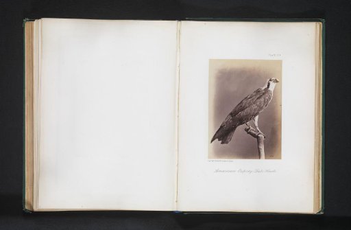 Mounted Osprey
