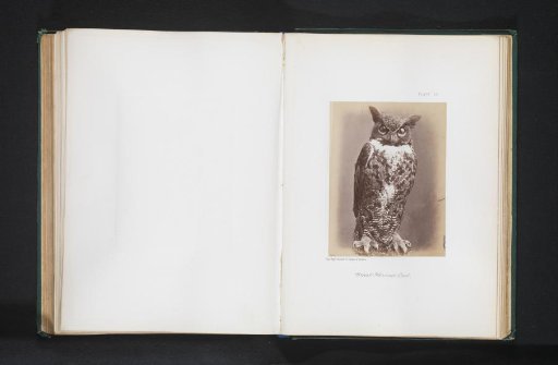 Mounted Great Horned Owl