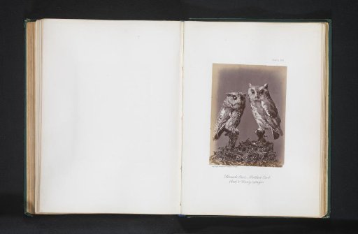 Mounted Scops Owl and a Spotted Woodpecker