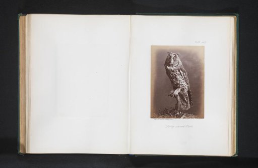 Mounted Tawny Owl