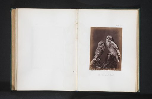 Mounted Field Owl