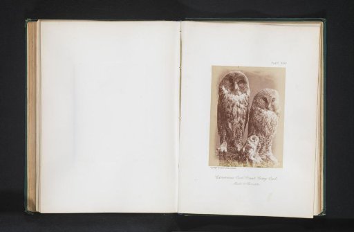 Mounted Lapland Owls