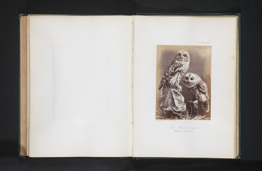 Mounted Striped Wood Owls