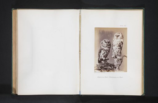 Mounted Rough-legged Owls