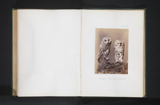Mounted Saw-whet Owls