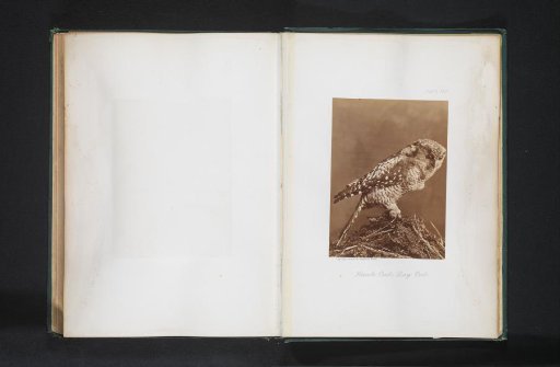 Mounted Sparrow Owl