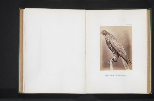 Mounted Goshawk