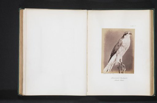 Mounted Hawk