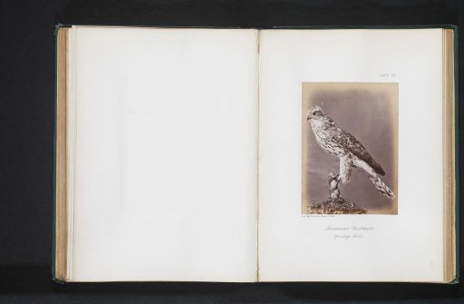 Mounted Young Hawk