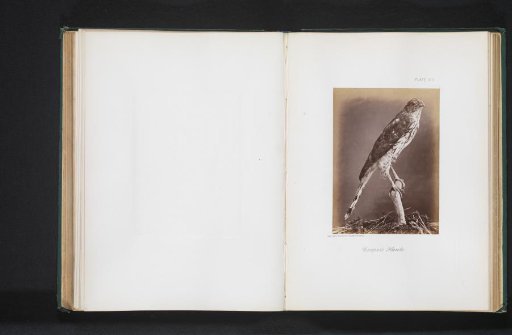 Mounted Cooper's Hawk