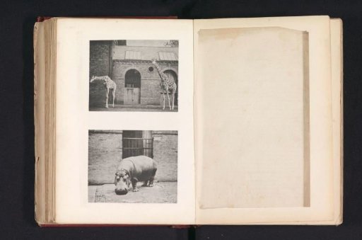 Giraffes, hippopotamus