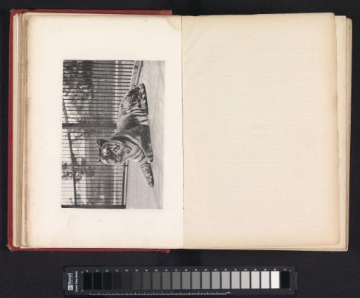 A tiger