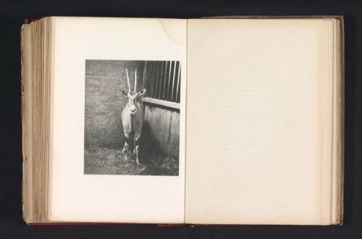 A beisa antelope