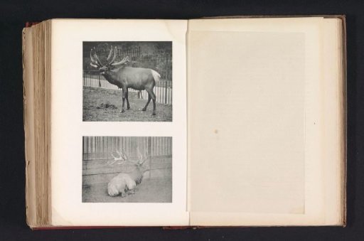A wapiti stag