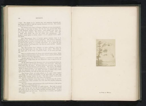 Photographic reproduction of a drawing of a group of monkeys in a tree