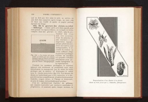 Photoreproduction of a pen drawing of insects