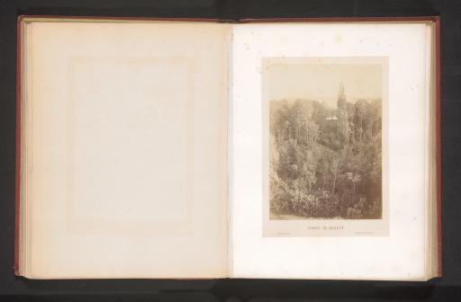 Trees in the Bois de Vincennes