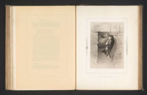 Photographic reproduction of a drawing of a house martin by Philip Henry Delamotte