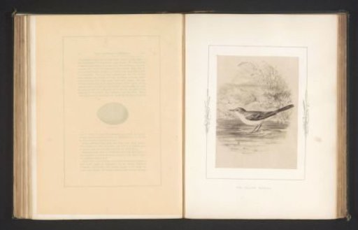 Photographic reproduction of a drawing of a yellow wagtail by Philip Henry Delamotte