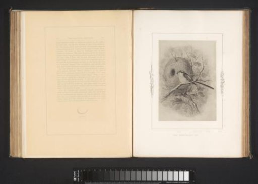 Photographic reproduction of a drawing of a long-tailed tit by Philip Henry Delamotte