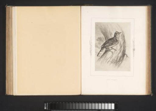 Photographic reproduction of a drawing of a nuthatch by Philip Henry Delamotte