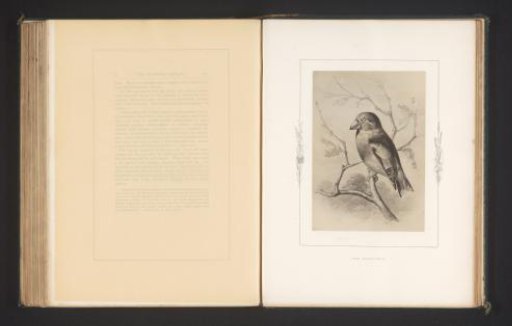 Photographic Reproduction of a Drawing of a Siskin by Philip Henry Delamotte