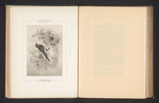 Photographic Reproduction of a Drawing of a Flycatcher by Philip Henry Delamotte