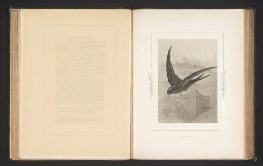 Photographic reproduction of a drawing of a swift by Philip Henry Delamotte