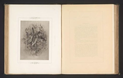 Photographic reproduction of a drawing of a thrush by Philip Henry Delamotte
