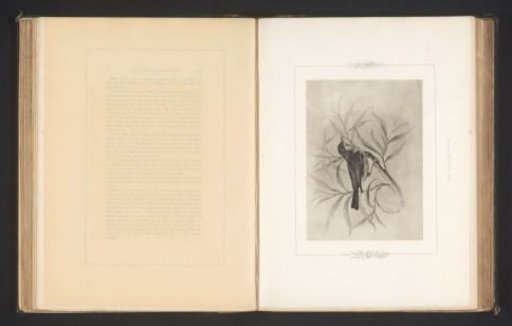 Photographic reproduction of a drawing of a sedge warbler by Philip Henry Delamotte