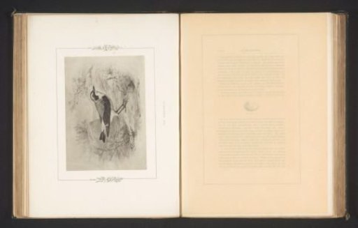Photographic reproduction of a drawing of a wheatear by Philip Henry Delamotte