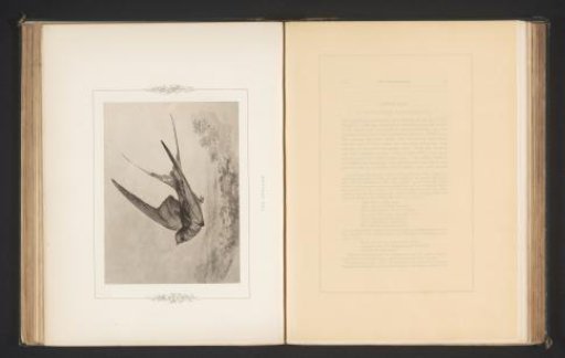 Photographic reproduction of a drawing of a swallow by Philip Henry Delamotte