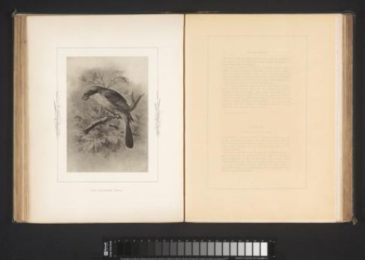 Photographic reproduction of a drawing of a nightingale by Philip Henry Delamotte