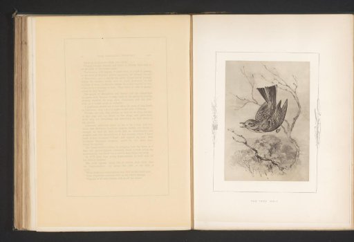 Photographic reproduction of a drawing of a treecreeper by Philip Henry Delamotte