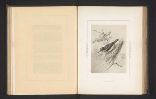 Photographic reproduction of a drawing of a treecreeper by Philip Henry Delamotte