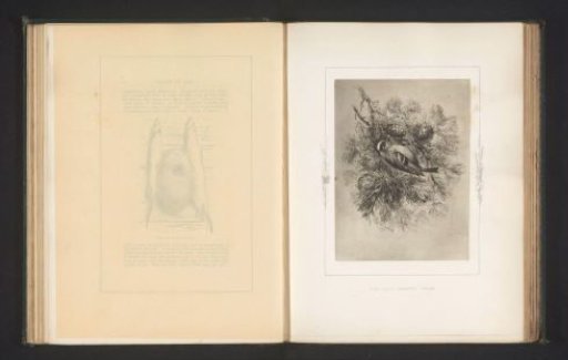 Photographic reproduction of a drawing of a wren by Philip Henry Delamotte