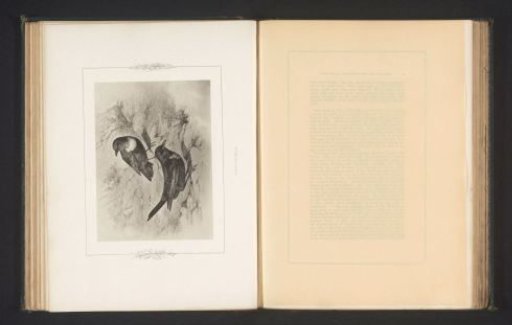 Photographic reproduction of a drawing of two starlings by Philip Henry Delamotte