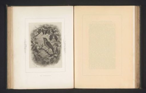 Photographic reproduction of a drawing of a nightingale by Philip Henry Delamotte