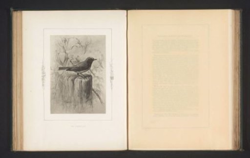Photographic reproduction of a drawing of a redstart by Philip Henry Delamotte
