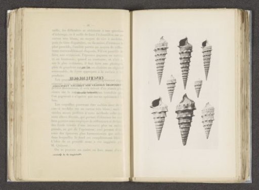 Seven fossil shells from the Tertiary