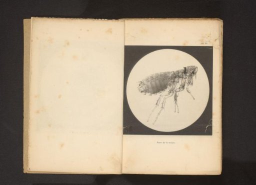 Microscopic Photograph of a Flea