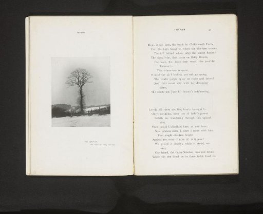 Elm in a winter landscape