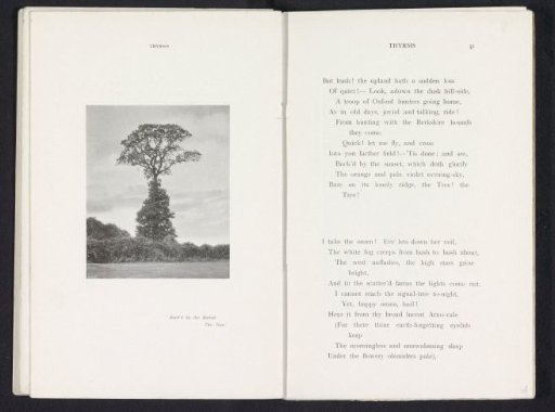 Tree in a landscape
