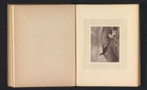 Photographic reproduction of an engraving after a painting of a dog and a pheasant by A. Cooper