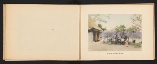 Three women by a blooming wisteria