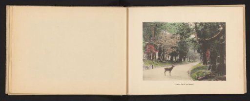 Narapark with a sika deer