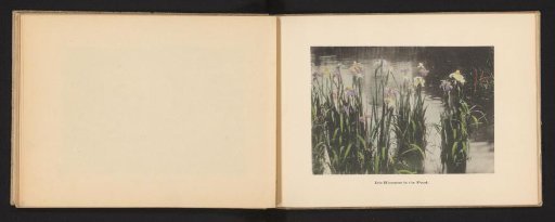 Irises in bloom in a pond in Japan