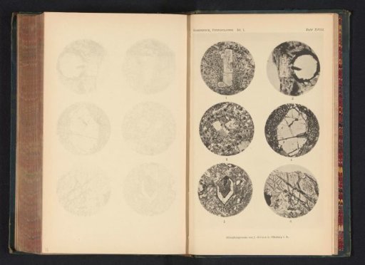 Six microscopic enlargements of minerals