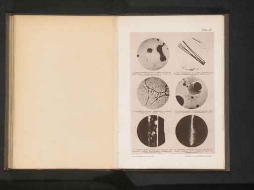 Six microphotographs of bacteria, eubacteria, and bacilli